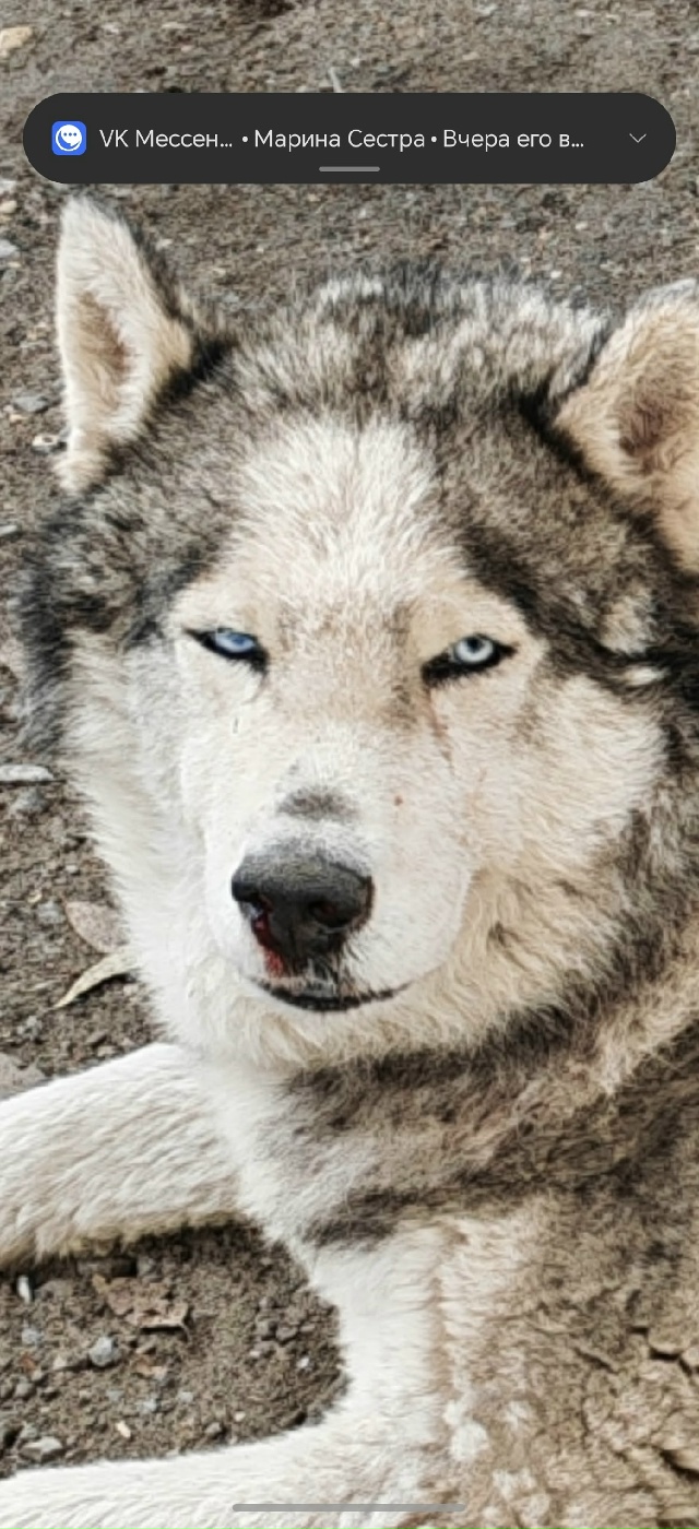 Чей пес?!?! Лежит к магнита на южном шоссе. Кровь из носа,...