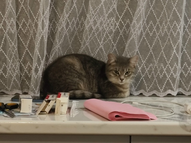 Не #мявстерская
Вечерняя Абрикоська