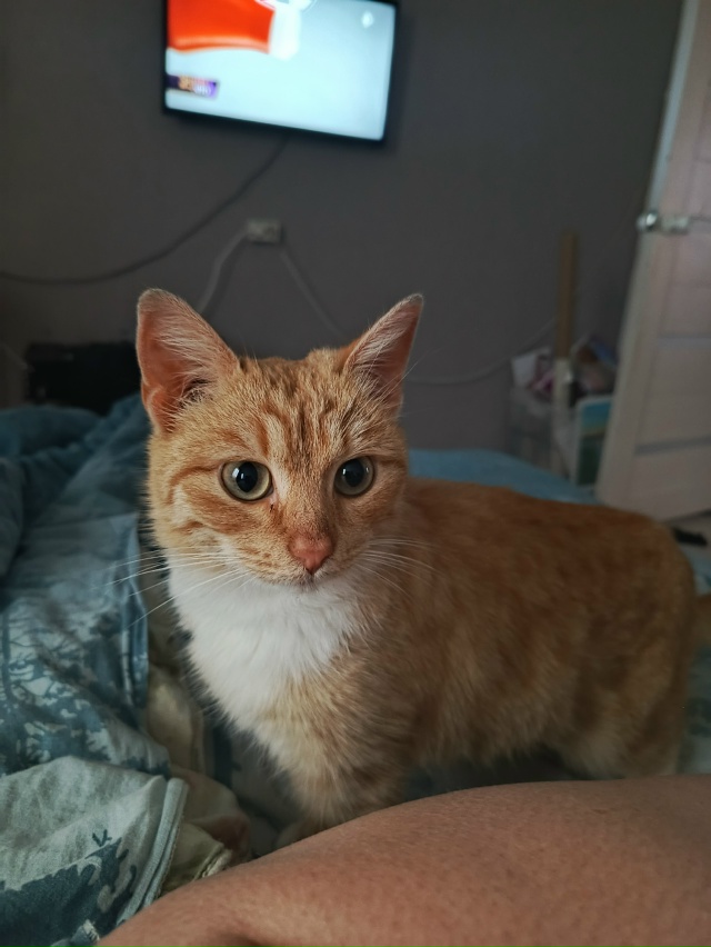 Пришла кошечка, не уходит. Может кто узнает свою беглян...