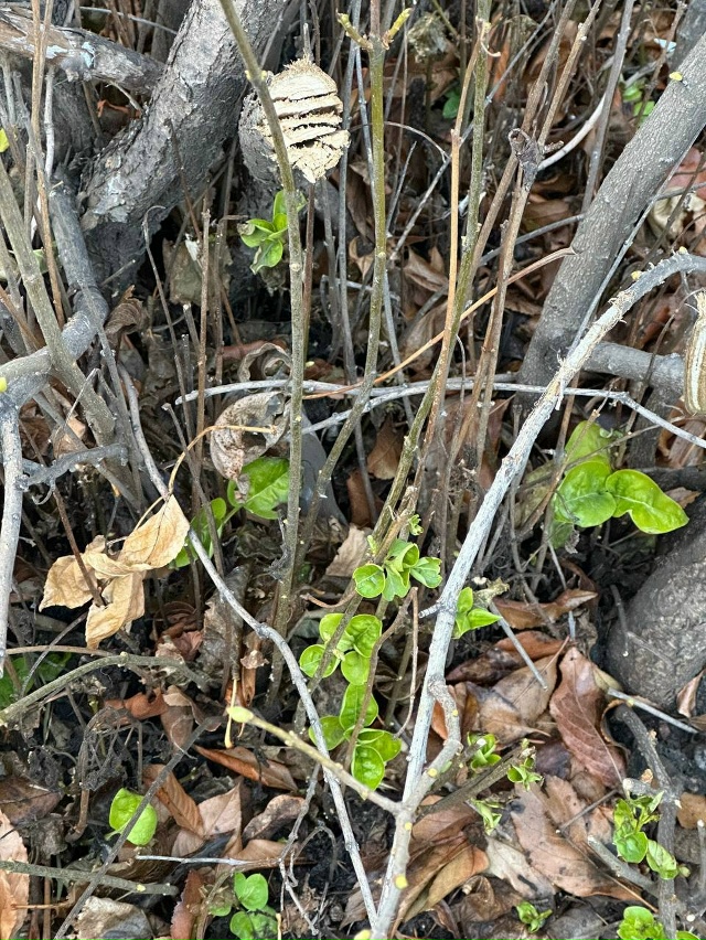 ❗️ До Нового года осталось 37 дней, а природа будто заб?...