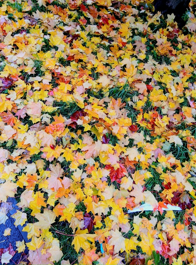 Улыбнись и подумай-какая красивая ОСЕНЬ
Сколько СВЕТА ...