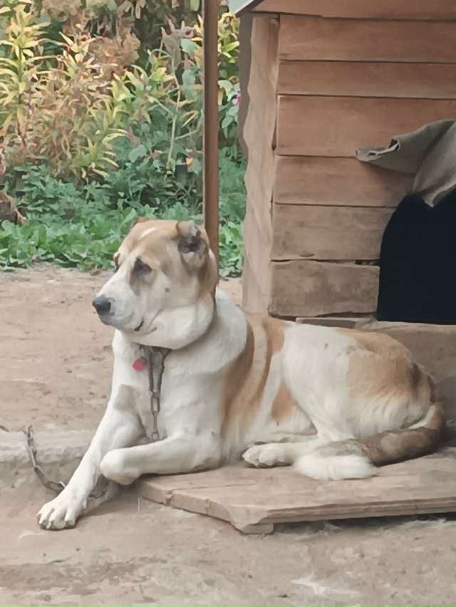 Собака нашла новый дом. Всем спасибо