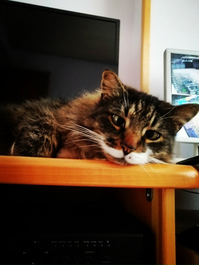 Мои котобоги)
Косыгин (дворянин 9 лет) и
Черномырдин (ин?...