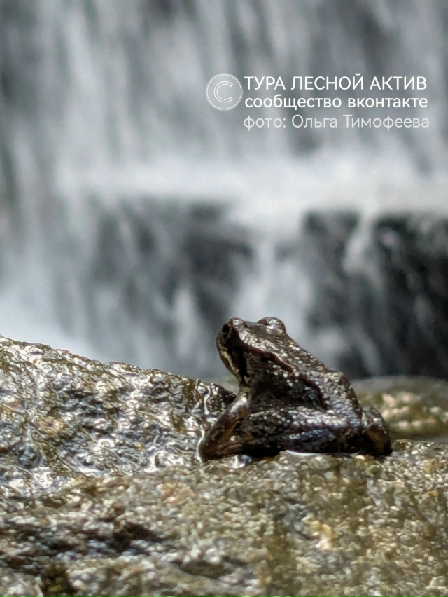 Лягушка - мечтатель, на фоне водопада у Косой речки, бли...