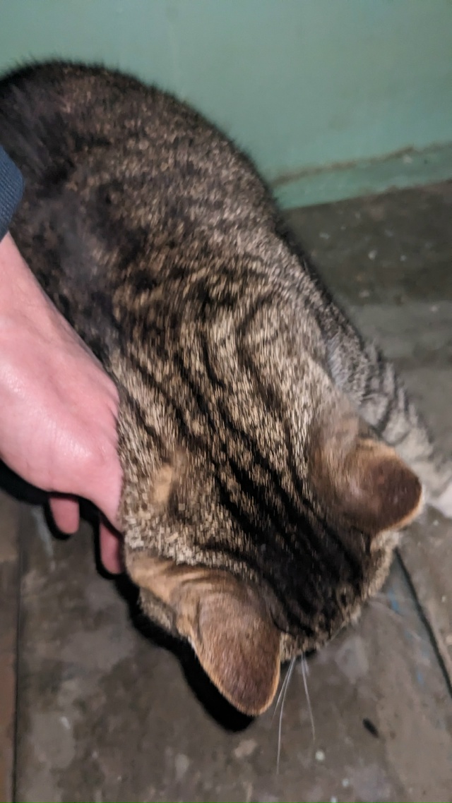 Добрый день! В подъезд забежала кошка, не голодная, оче?...