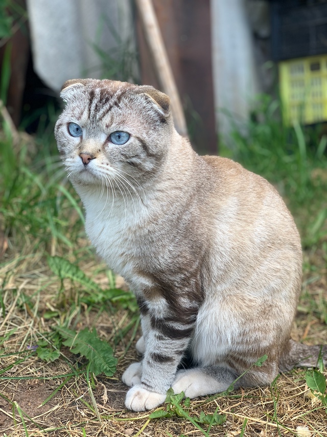🆘🆘🆘 Вознаграждение гарантируем‼
Потерялся кот, у?...