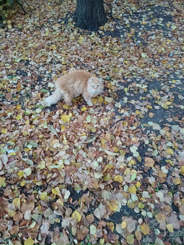 Очень ласковый кот, уже длительное время сидит на улиц?...