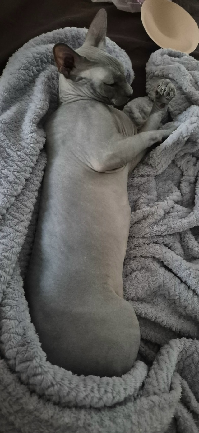 Мой большой Абю. Любит забуриваться в пледик.