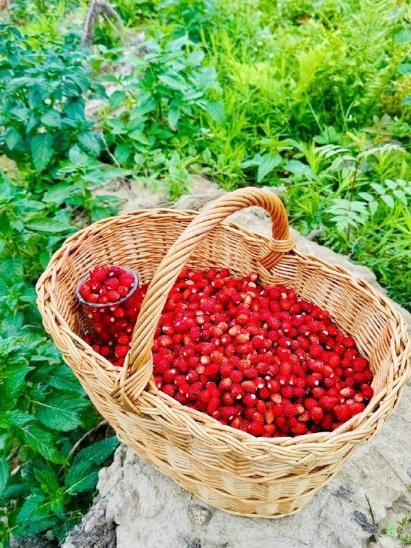 Земляничный бум в Рыбинске 😍 В рыбинских лесах – нев...