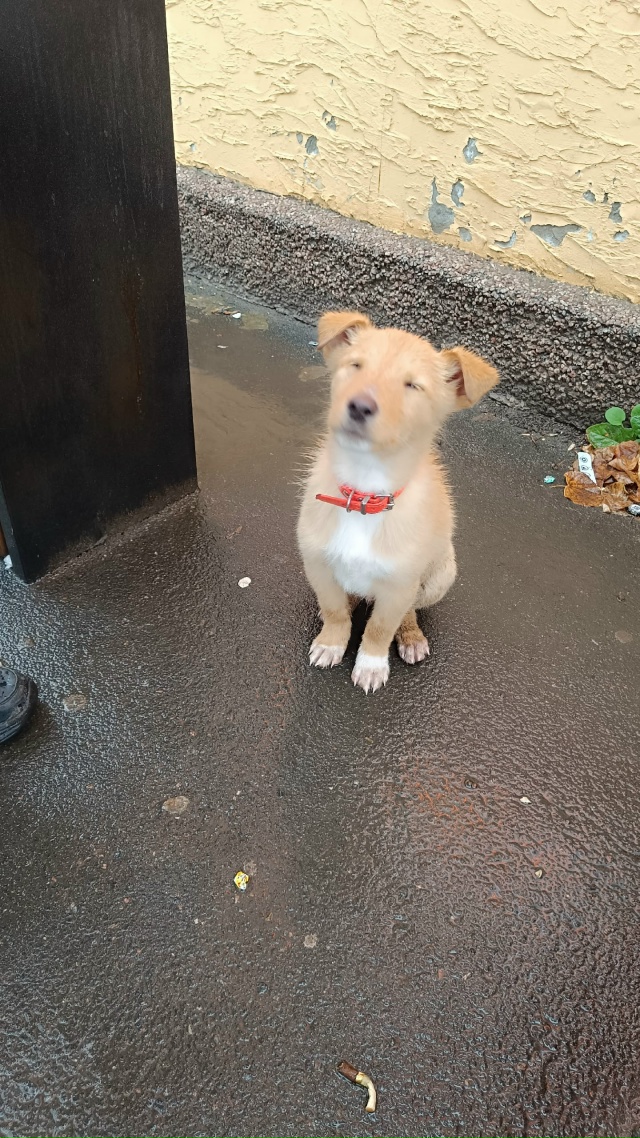 Чей щенок сидит около 