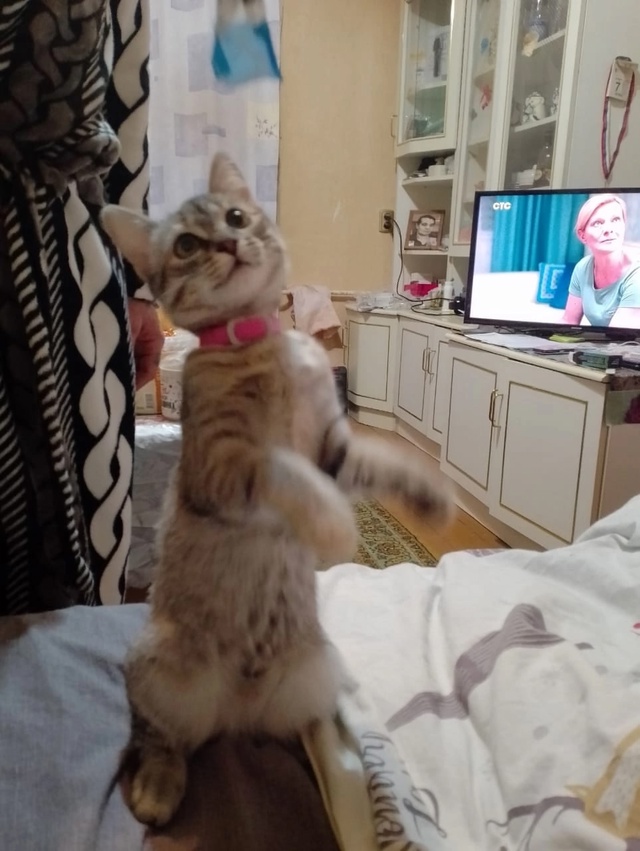 Потерялась кошка в районе пятой столовой , если нашли и...