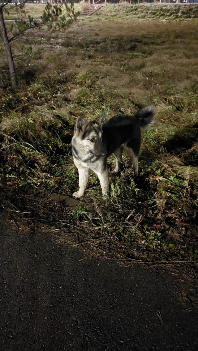 На рафикова бегает. Может кто потерял?Видно домашняя с?...