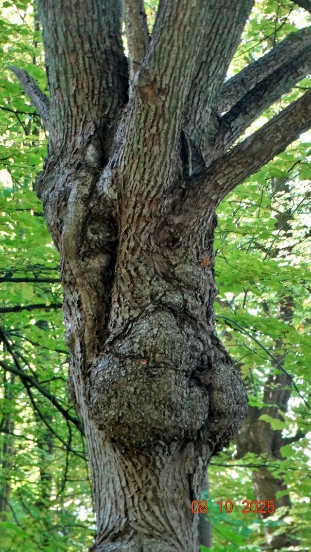 Осень в городе.На фото №3 Энт - пастырь деревьев из Влас...