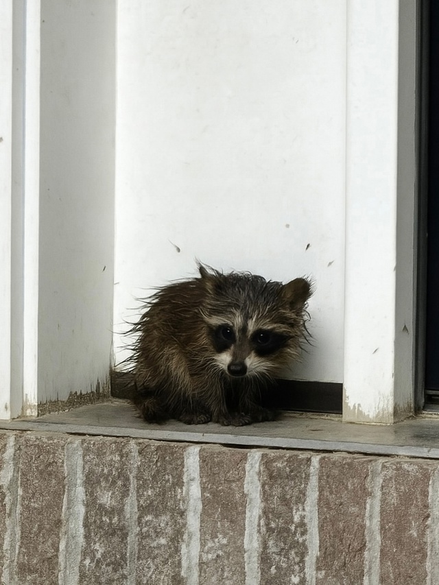 После сильного дождя в Массачусетсе на пороге дома наш...