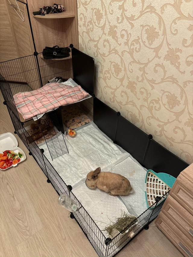 добрый день. отдам кролика мальчика в добрые руки. рано...