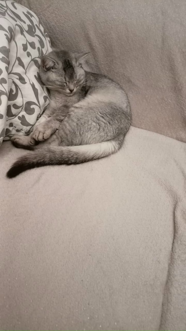 Здравствуйте!!! Потерялся кот в районе заготскота. Обыч...