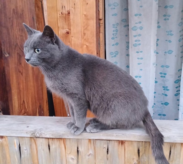 Уфа! Молодой котик , фенотип- русский голубой( на вид 8-9 ?...