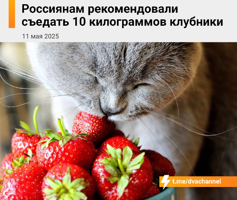 За сезон нужно съесть около 10 кг клубники — именно столько ягод можно употребить без вреда для здор