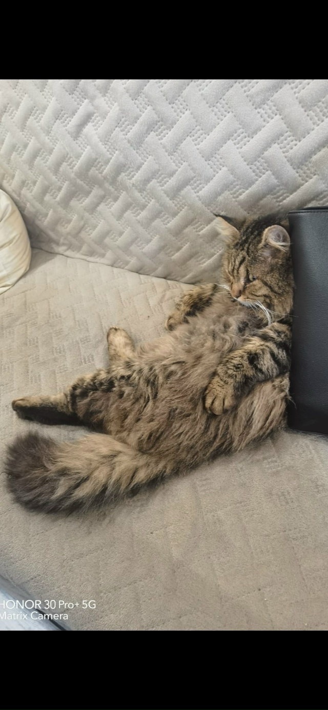 Пропал кот уже как 4 недели назад, жил на 4 участке в ра...