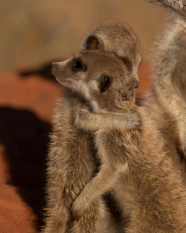 Сурикаты обнимаются не потому, что мёрзнут, а потому чт...