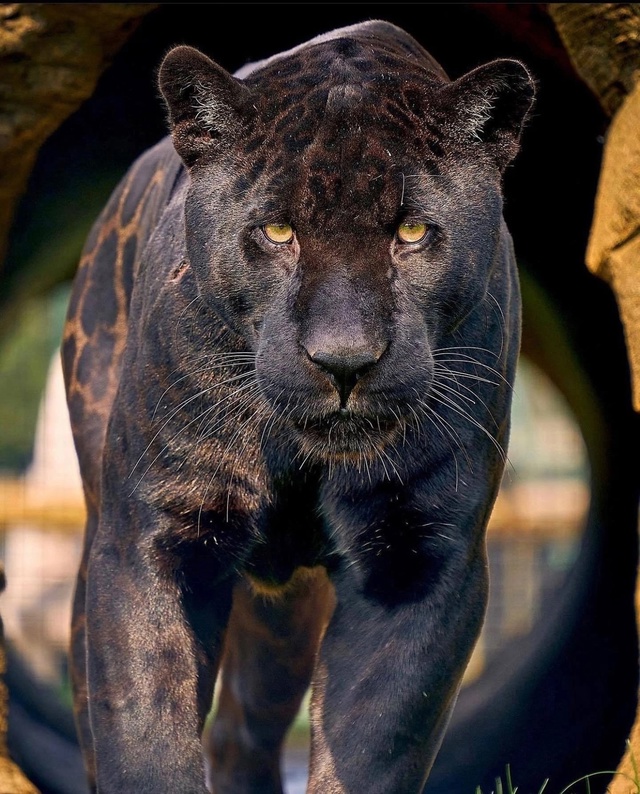 Звезда Амстердама — ягуар Нерон. Чёрный ягуар по имени...