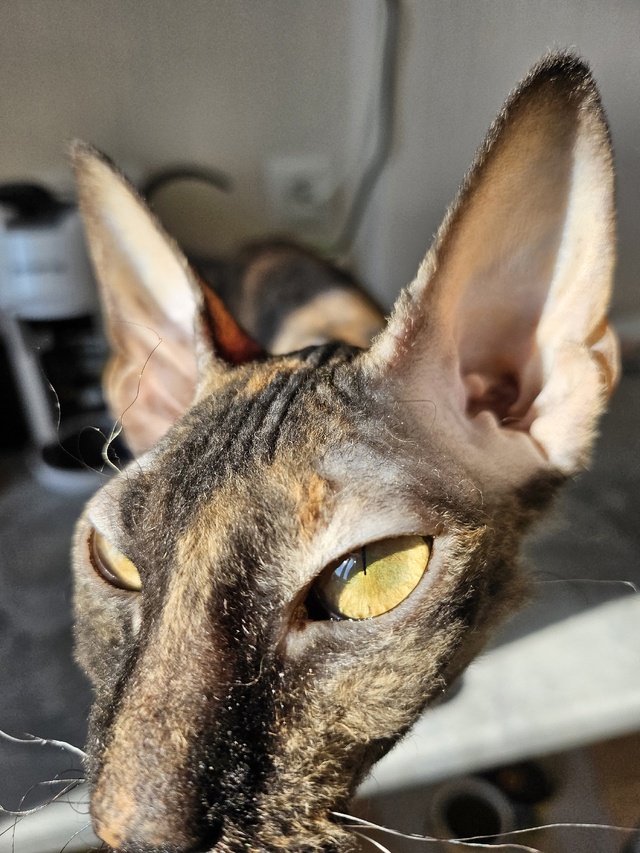 неугомонная бибизяна Никта