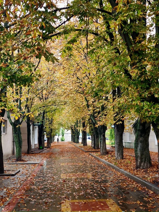 Золотая Осень 🍂