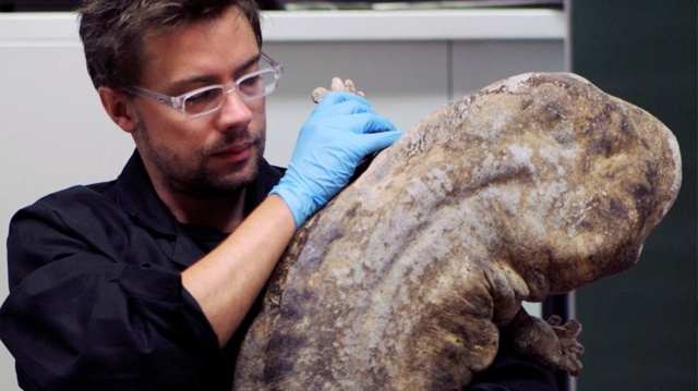 Японская исполинская саламандра. На сегодняшний день ?...