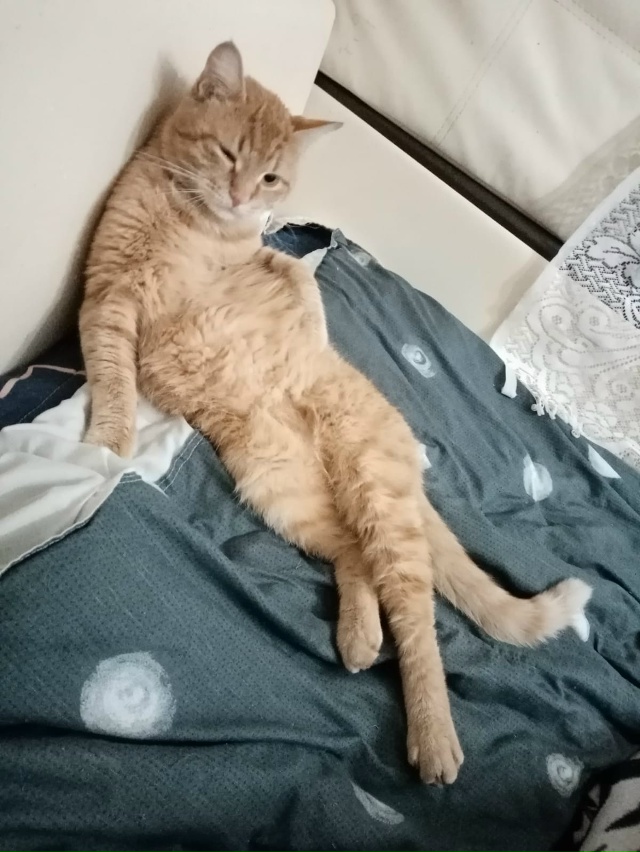 Рыжуликус, на чиле