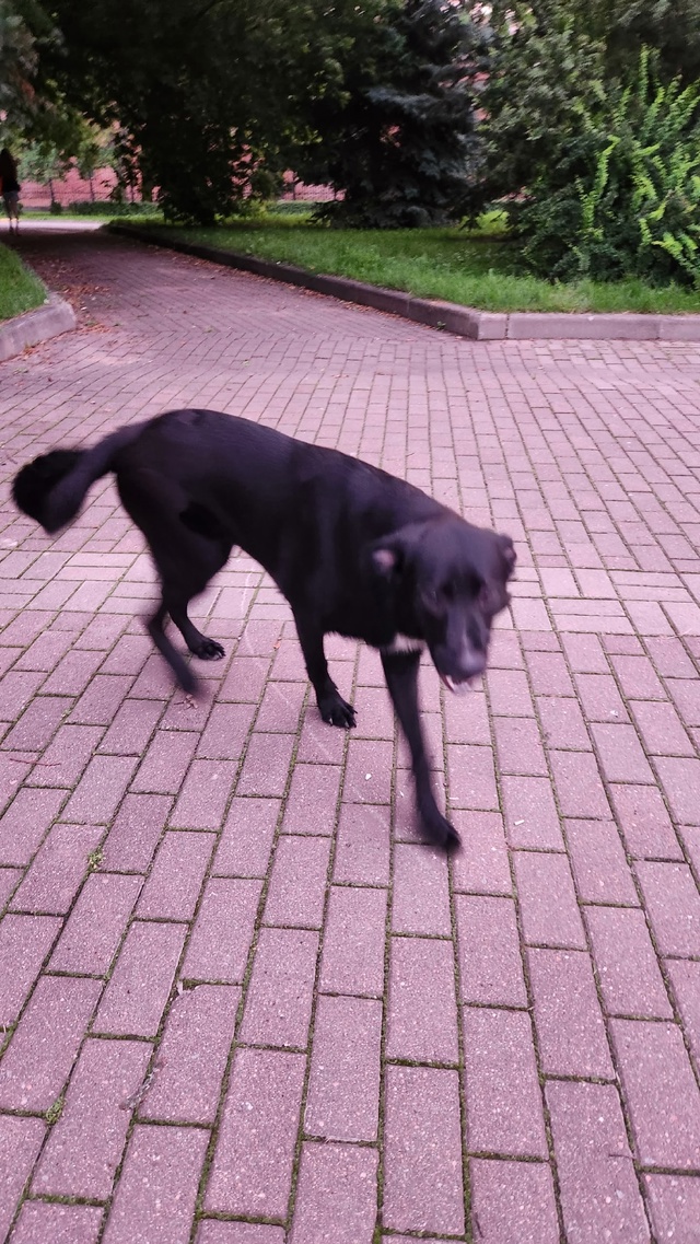 Бегает собака очень похоже, что домашняя в парке около ...