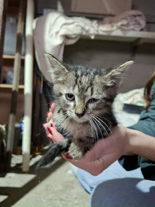 Найден котёнок, домашний, с ошейником. В районе улицы Г?...