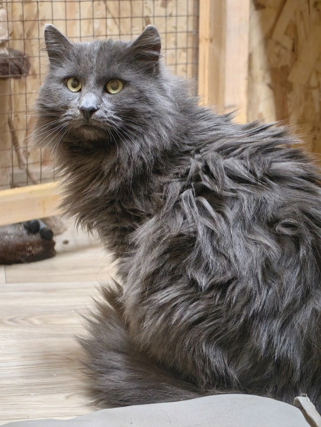 Админ, пожалуйста, опубликуй) Каждый котик должен имет?...