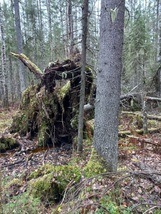 Мой компас азимут назначил:
Шагать на север через лес!
?...