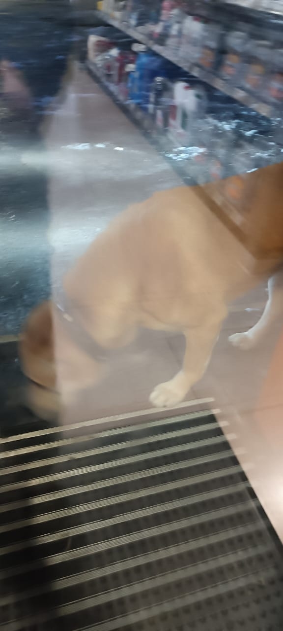 На А-108 АЗС Газпромнефть , чей потеряшка?