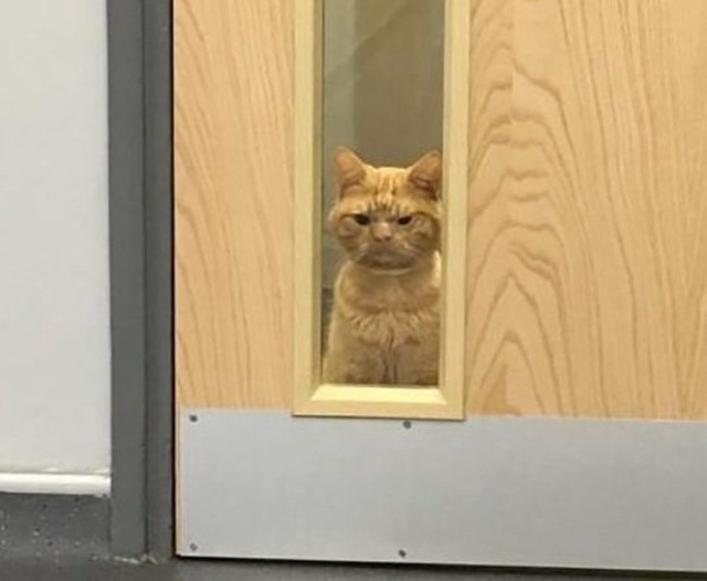 Мне срочно нужен такой кот, который будет бродить за мн...