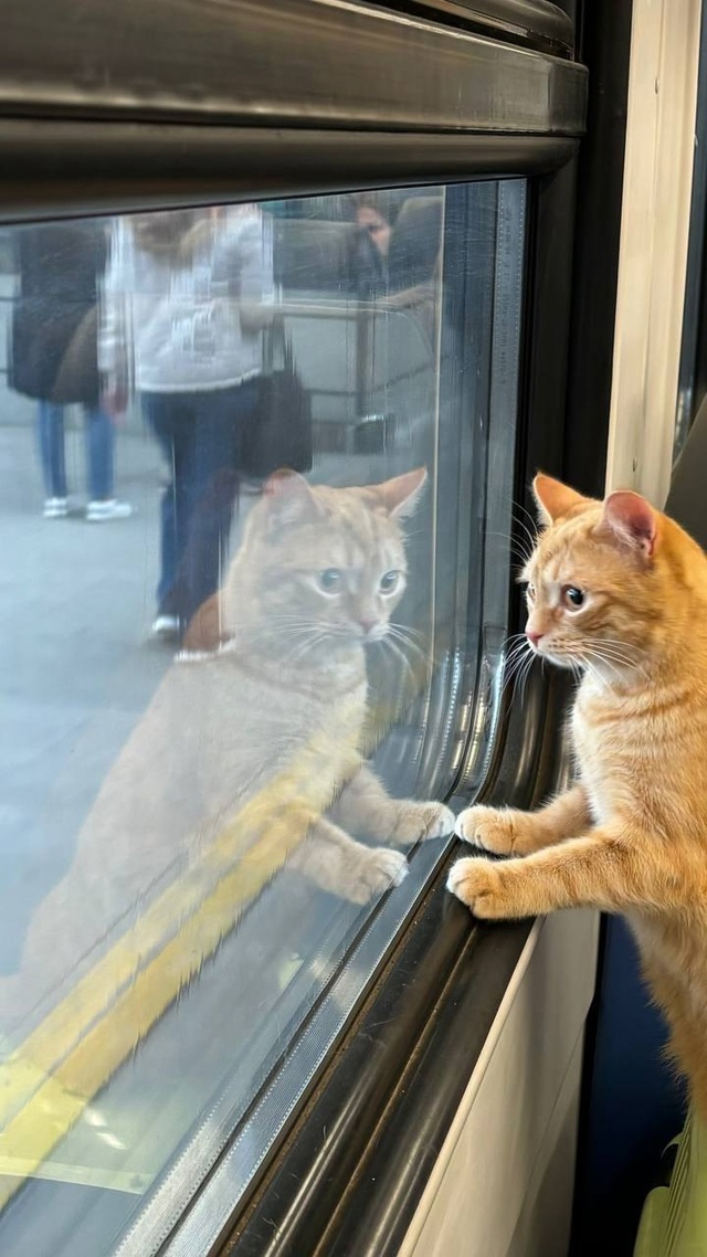 Котик в «собаке». Перегон Кунцевская - Рабочий Посёлок.