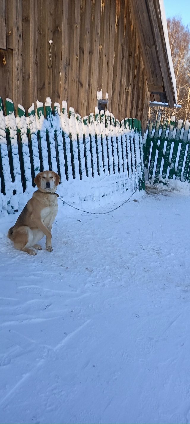 Пропала собака русская гончая девочка,просим если кто...