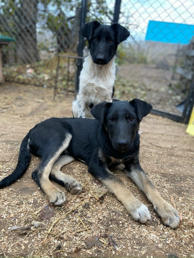 Нужен дом для классных парней.
Никто не захотел помочь ...