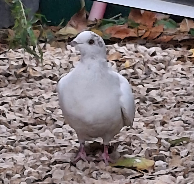Добрый день! Может, кто ищет, второй день у нас. Не улет?...