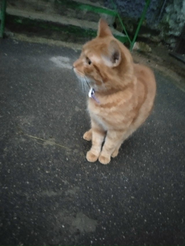 Появился котик,очень ласковый, ухоженный. Видно что до?...