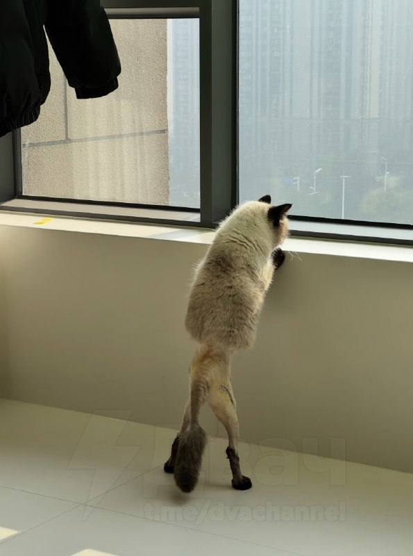 Посмотрите, что они сделали с моим мальчиком: кота наполовину побрили для операции, и теперь он выгл