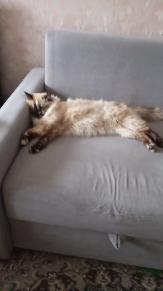 2 дня назад потерялась кошечка. Зовут Буся. если будет и...