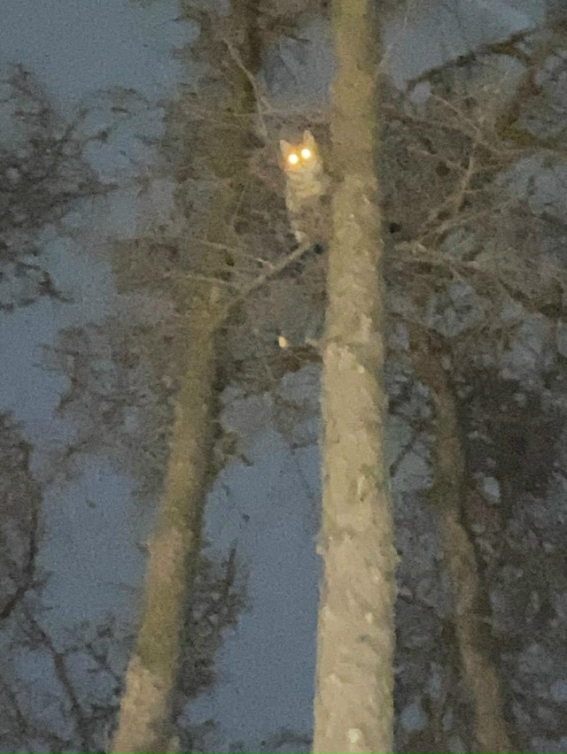 В елочках, как свернуть в лепесток с ул. Юбилейной, рядо...