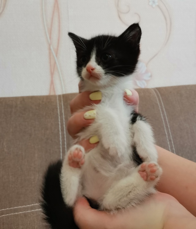 Родники. Ивановская обл. Срочно!!! Ищем дом котятам 1.5 - 2 ...