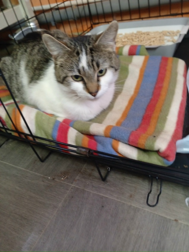 Котик с ОЗОНа ждёт своих новых владельцев, приходите з?...