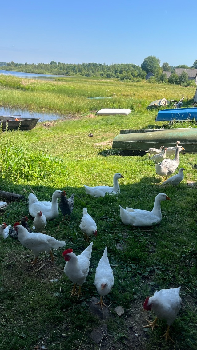 🍀Продаём курочек-несушек , петухов,индюков. Всем окол?...