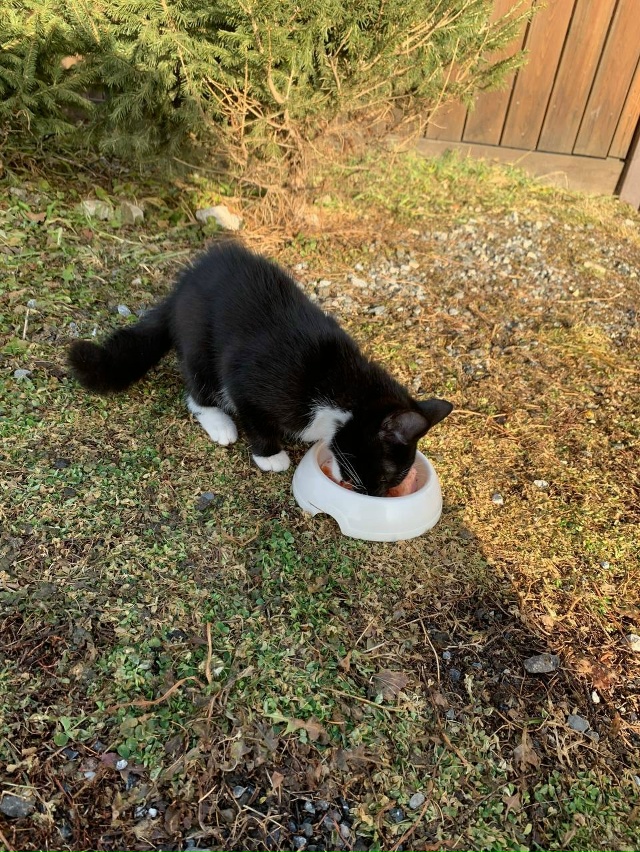 Чей котик потерялся?