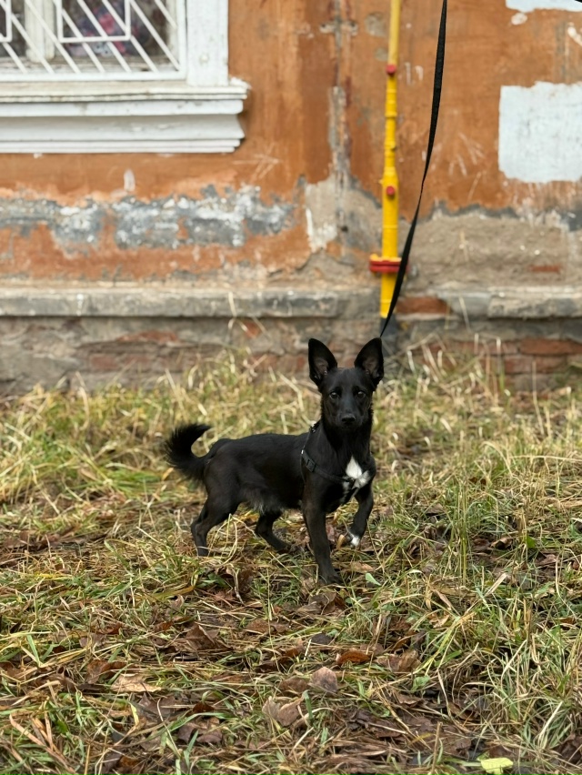 Очень срочно ищут любящих хозяев 4 щенка из расселяемо?...