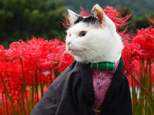 #косплей #Kimetsu_no_Yaiba / Клинок, рассекающий демонов
Котей?...
