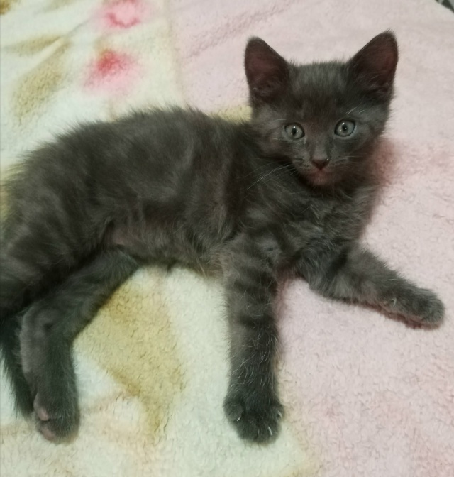 Шустрый, игривый мальчишка ищет новый дом и добрые рук?...